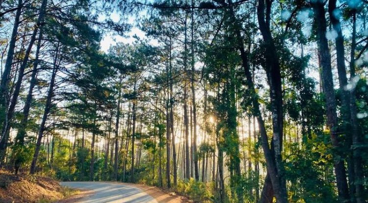 Mang Den Pine Forest