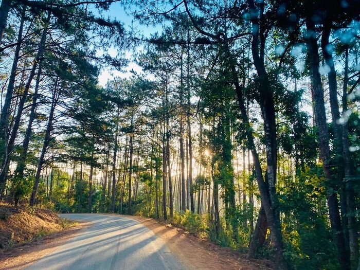 Mang Den Pine Forest